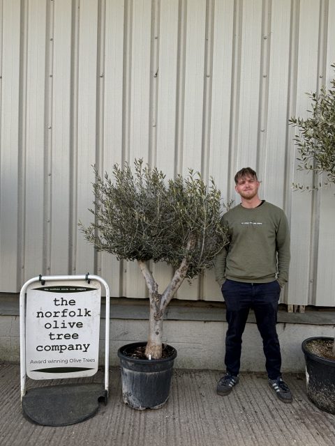 Buying an Olive Tree Online