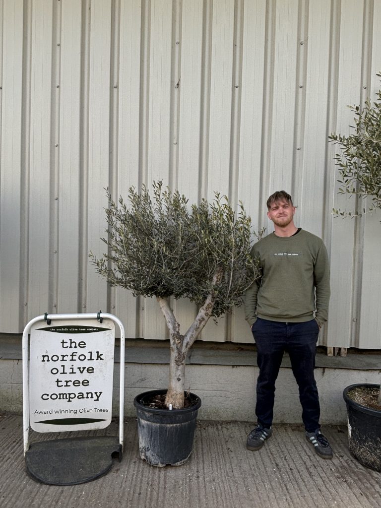 Buying an Olive Tree Online