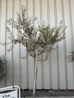 Tuscan Olive Tree