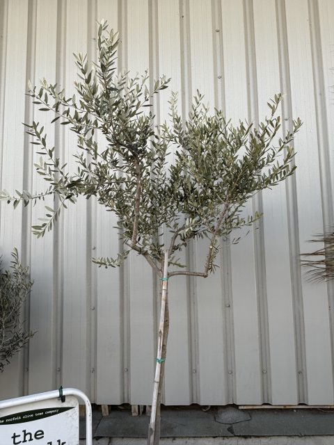 Tuscan Olive Tree