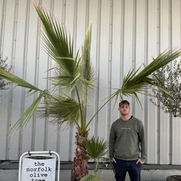Washingtonia Robusta