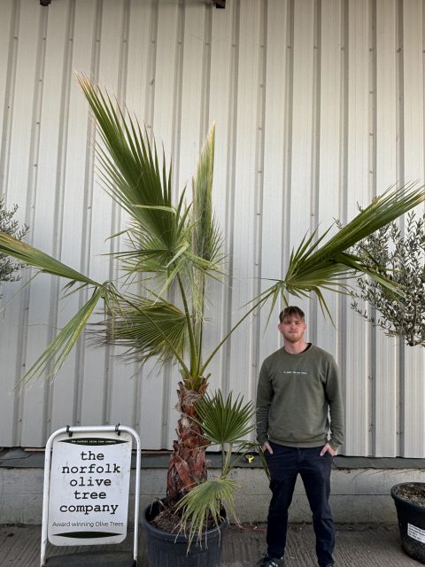 Washingtonia Robusta