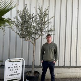 Tuscan Olive Tree