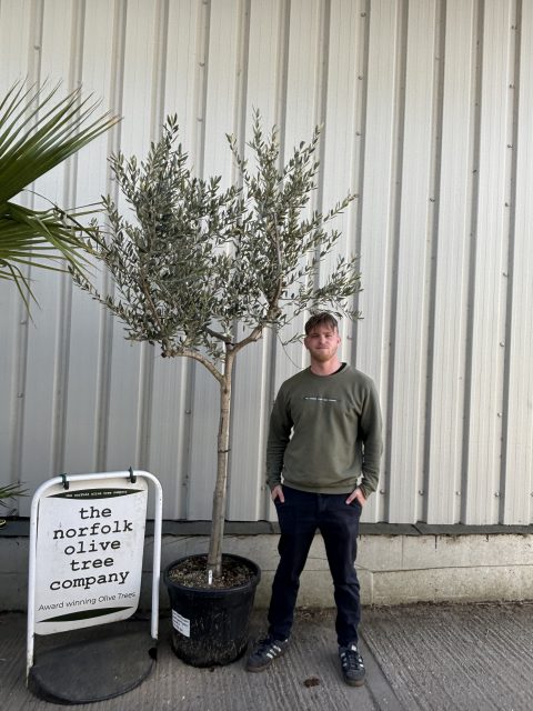 Tuscan Olive Tree