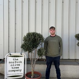 Topiary tree - delivery included.