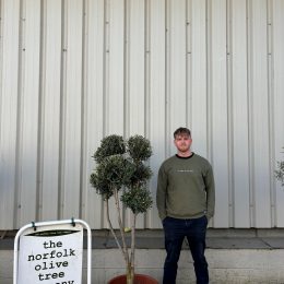 Pom Pom Olive Tree for sale
