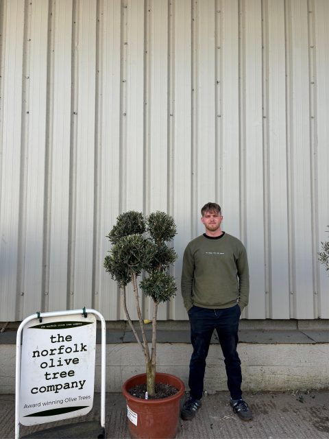 Pom Pom Olive Tree for sale