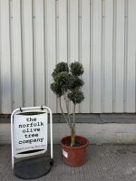 Pom Pom Olive Tree for sale