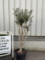 Charming Olive tree