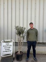 Charming Olive tree
