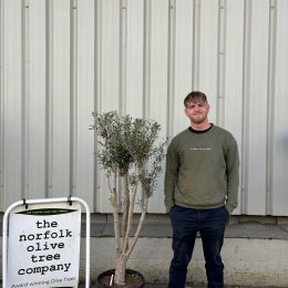 Charming Olive tree
