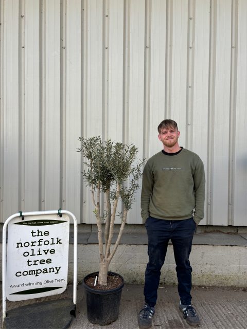 Charming Olive tree