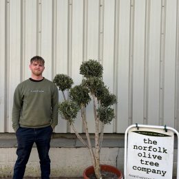 Pom Pom Olive Tree for sale