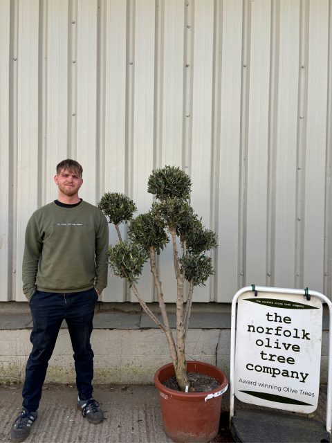 Pom Pom Olive Tree for sale