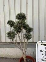 Pom Pom Olive Tree for sale