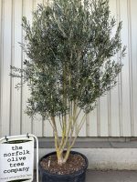 Tall screening tree