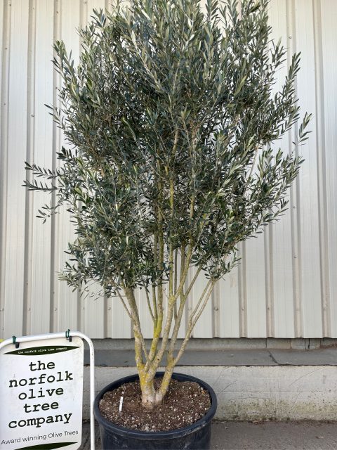 Tall screening tree