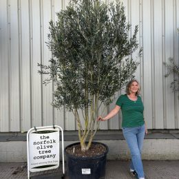 Tall screening tree
