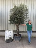 Tall Olive Tree