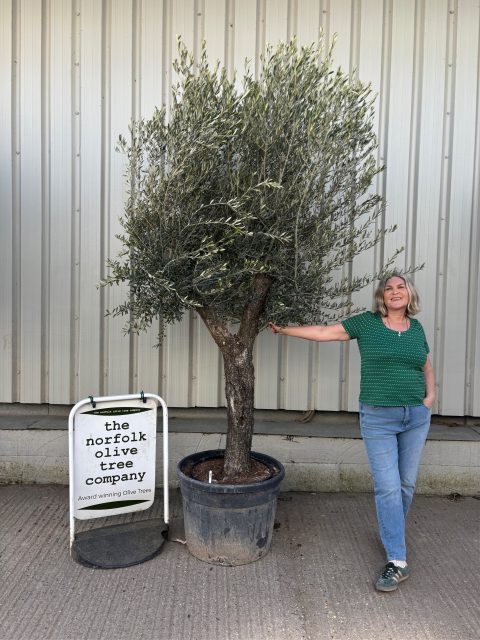 Tall Olive Tree