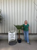 Trachycarpus wagnerianus