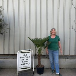 Trachycarpus wagnerianus