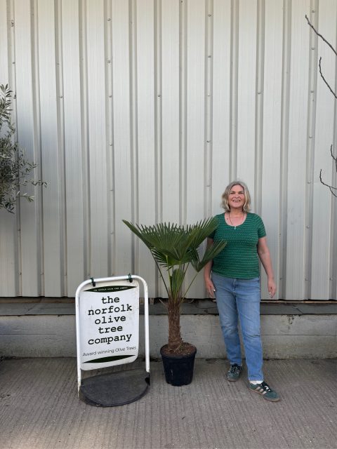 Trachycarpus wagnerianus