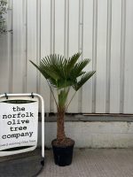 Trachycarpus wagnerianus