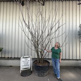 Fig tree