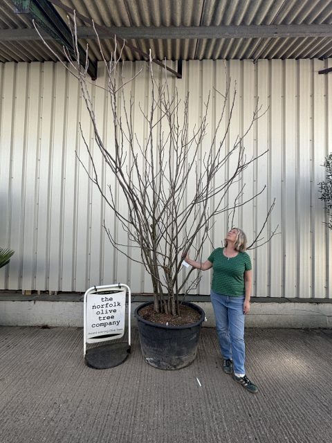 Fig tree