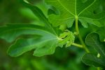 Fig tree