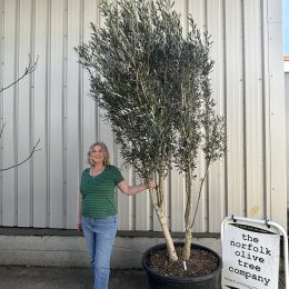 Multi-stem Olive Tree