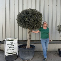 Lollipop Olive tree