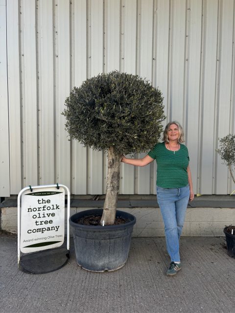 Lollipop Olive tree
