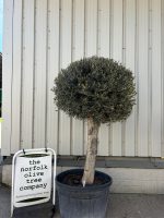 Lollipop Olive tree