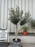 Vase shaped Olive tree