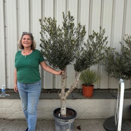 Vase shaped Olive tree delivery included