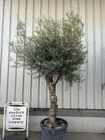 Tall Olive Tree