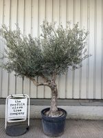 Tall Olive Tree
