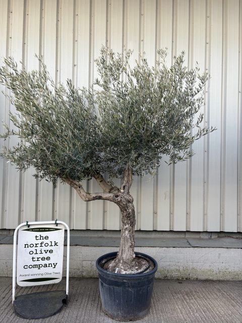 Tall Olive Tree