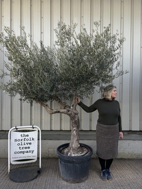 Tall Olive Tree