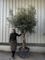 Tall Olive Tree