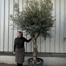 Tall Olive Tree