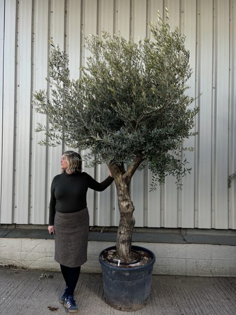 Tall Olive Tree