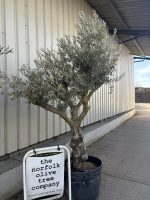 Tall Olive Tree