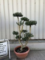 Patio cloud tree