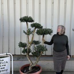 Patio cloud tree