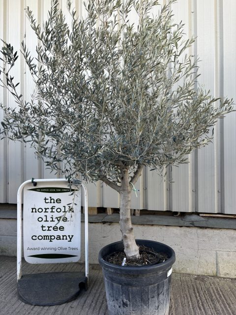 Mature Olive tree for sale