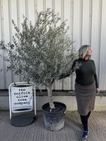 IMG_7207 Mature Olive tree for sale