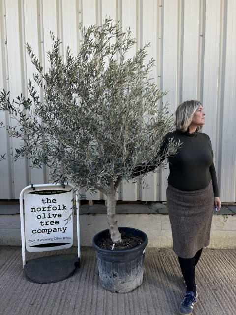 IMG_7207 Mature Olive tree for sale